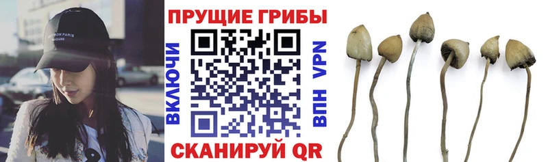 купить  сайты  Балаково  Галлюциногенные грибы Psilocybe 